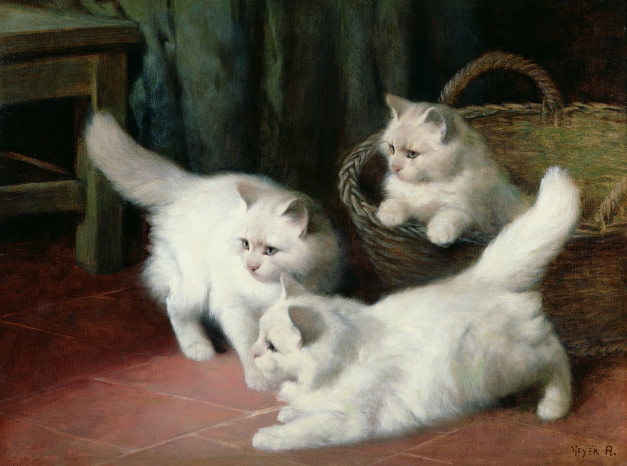 Tre vita angorakattungar av Arthur Heyer