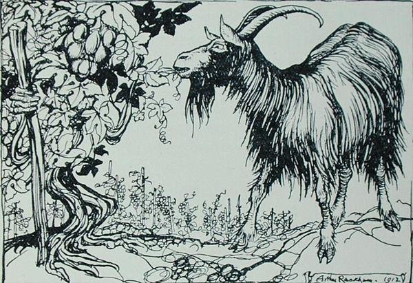 Geten och vinrankan, illustration från "Aesops fabler", utgiven av Heinemann av Arthur Rackham