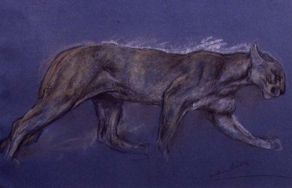 Puma (krita på papper) av Arthur Wardle