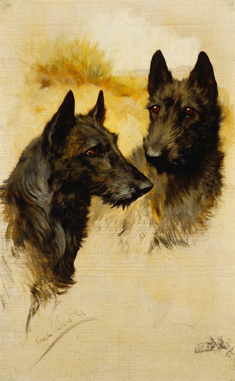 Två skotska terrier (olja på duk) av Arthur Wardle