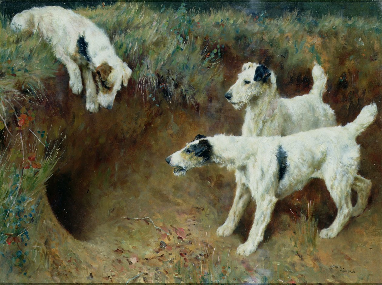 Stålhåriga foxterrier av ett grävlingsset av Arthur Wardle
