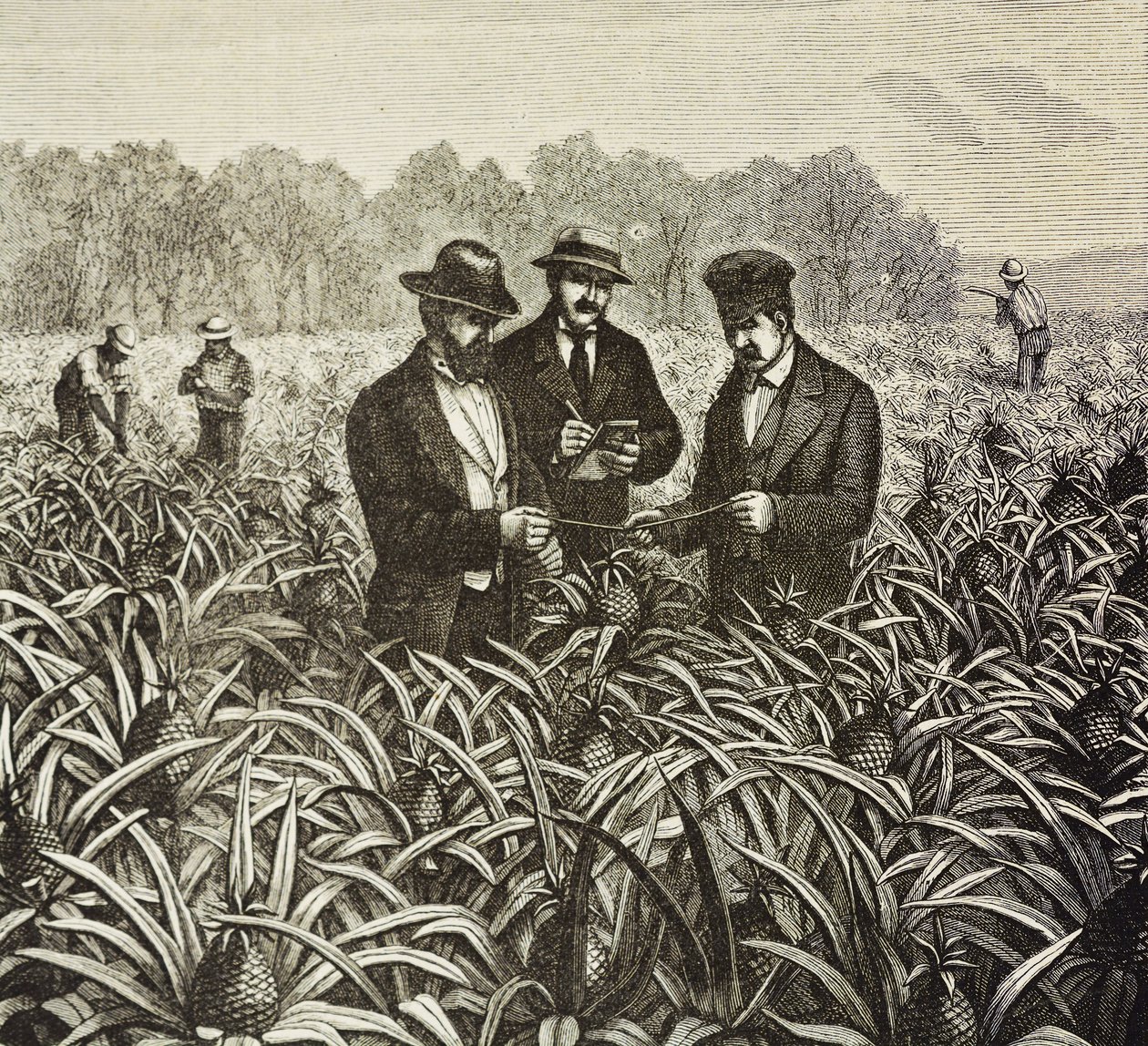 England (C19th). Kolonisering (1880). Plantering av ananas på Bahama. Engelsk koloni på New Providence Island. Ananas var en av de viktigaste exportprodukterna från hamnen i Nassau. Gravyr. Privat samling av Artist Unknown