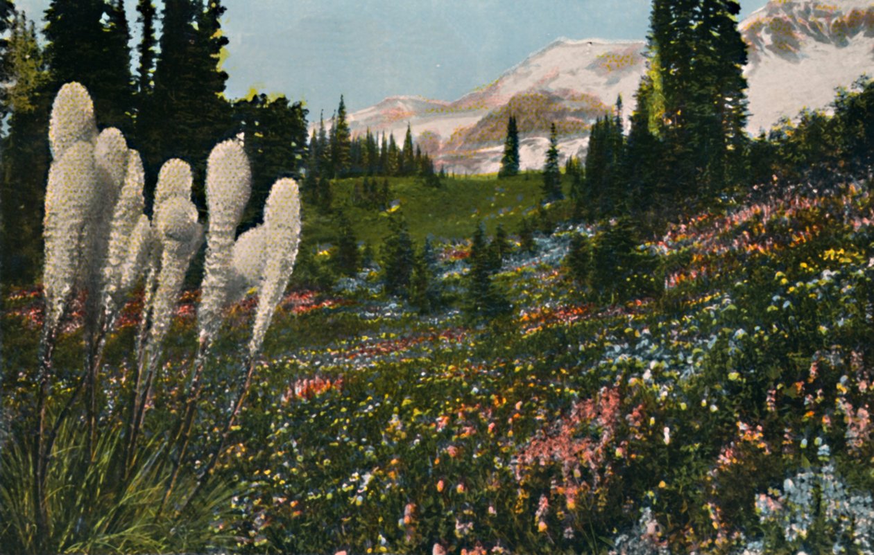 Indian Basket Grass som växer i Mount Rainier National Park, c1916 av Asahel Curtis
