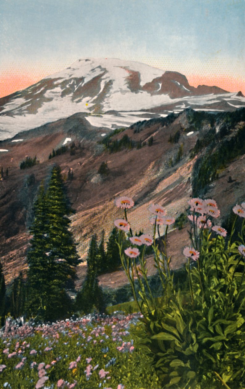Purple Asters, i Mount Rainier National Park, c1916 av Asahel Curtis