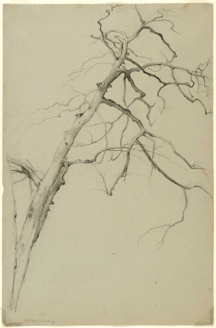 Study of Tree Branches, Fishkill Landing, New York, 1860 (grafit på grått Bristol-papper) av Asher Brown Durand