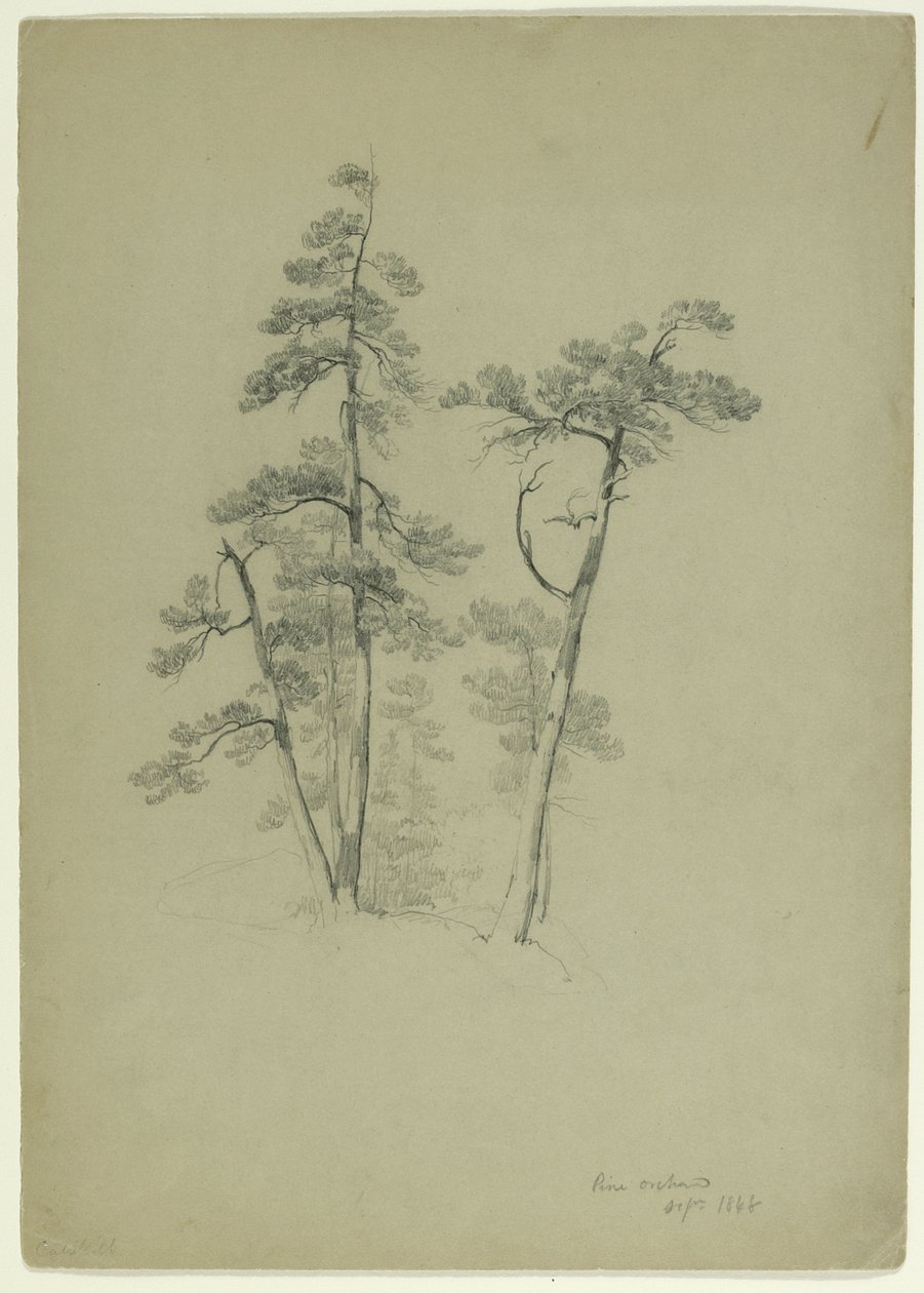Study of Trees, Pine Orchard, Catskill, New York, 1848 (grafit på grågrönt papper) av Asher Brown Durand