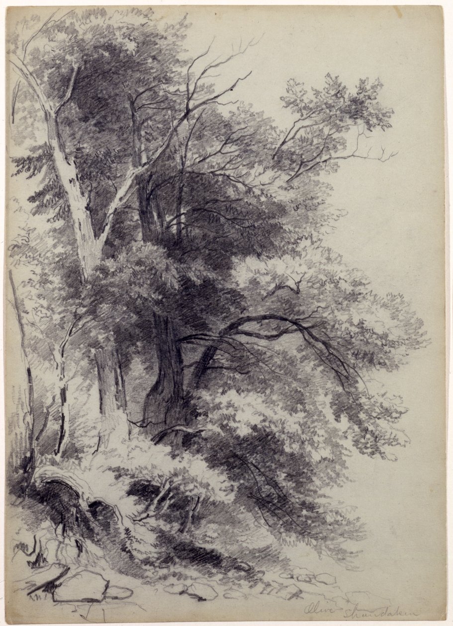 Study of Trees, ShandakenOlive, New York, 1852 (grafit med utskrapa på grågrönt papper) av Asher Brown Durand