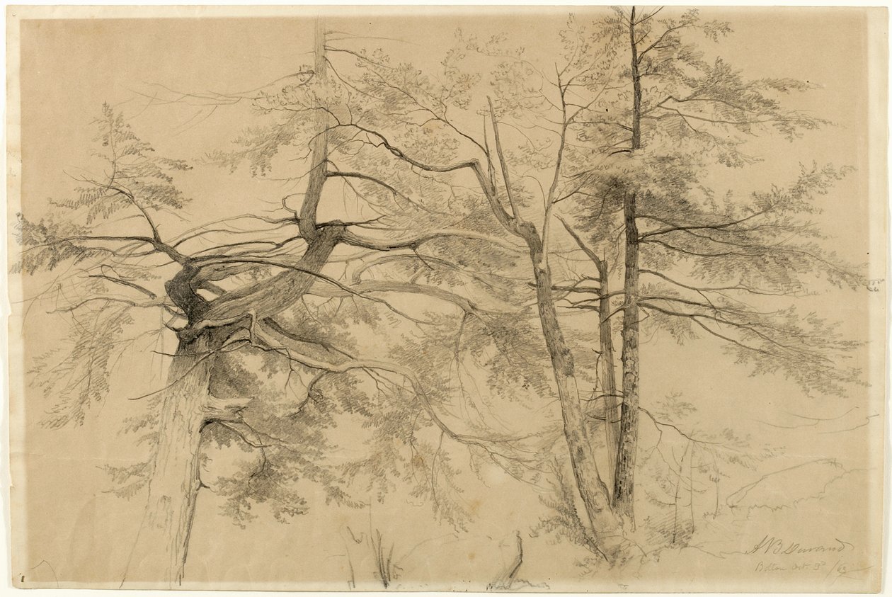 Study of Two Trees, Bolton, Lake George, New York, 1863 (grafit på beige Bristol-papper) av Asher Brown Durand