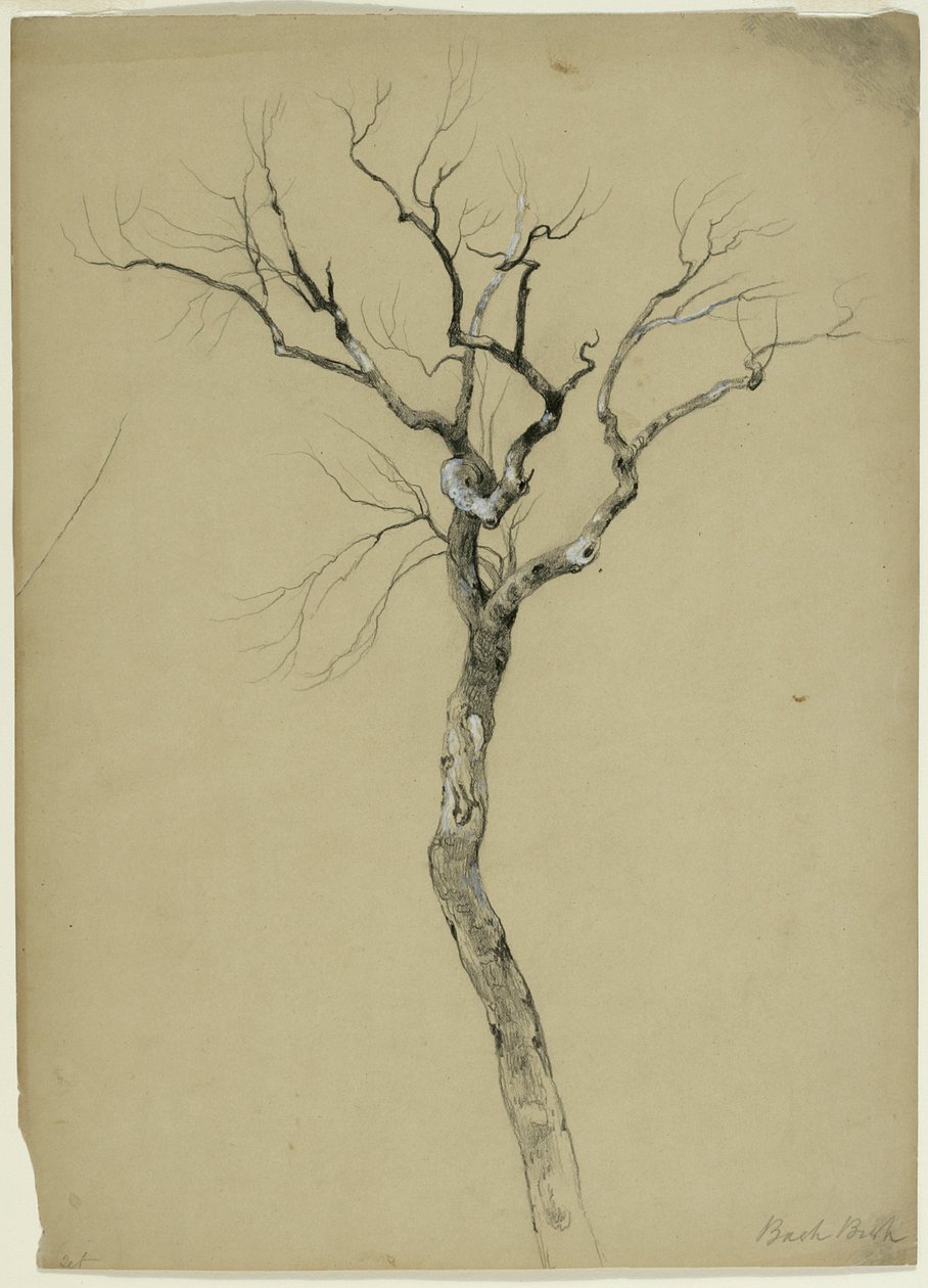 Study of a Bare Tree, South Egremont, Massachusetts, 1851 (grafit och vit gouache på beige papper) av Asher Brown Durand
