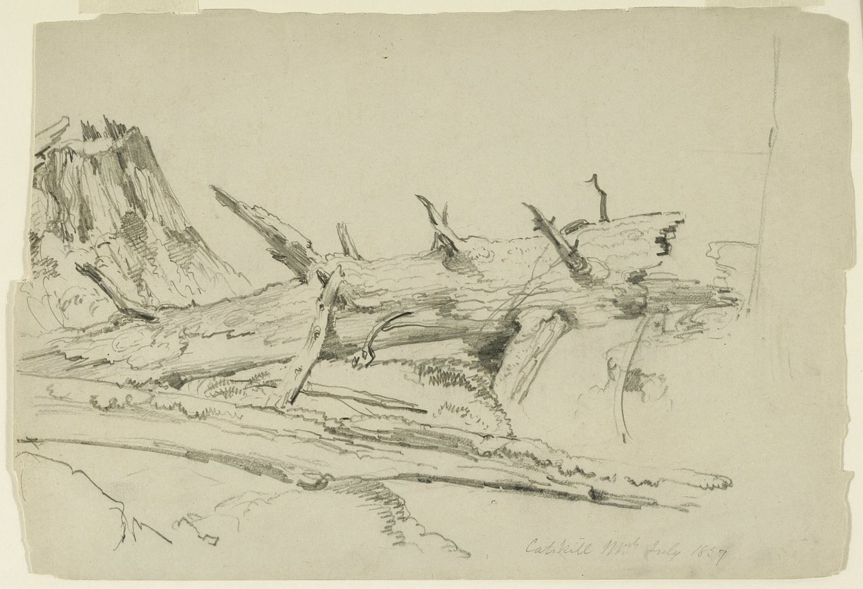 Studie av en fallen trädstam, Catskill Mountains, New York, 1857 (grafit på papper) av Asher Brown Durand