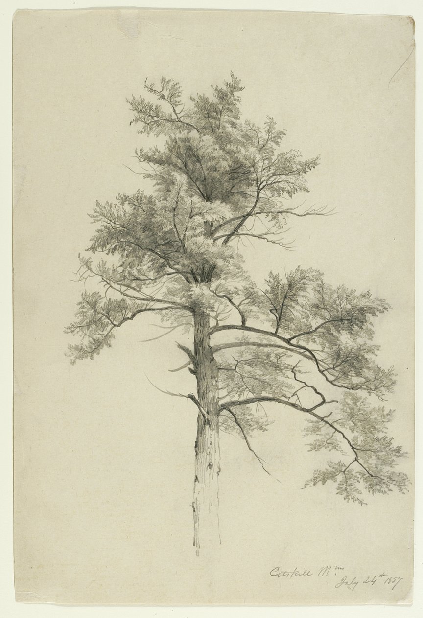 Tree Study, Catskill Mountains, New York, 1857 (grafit på beige papper) av Asher Brown Durand