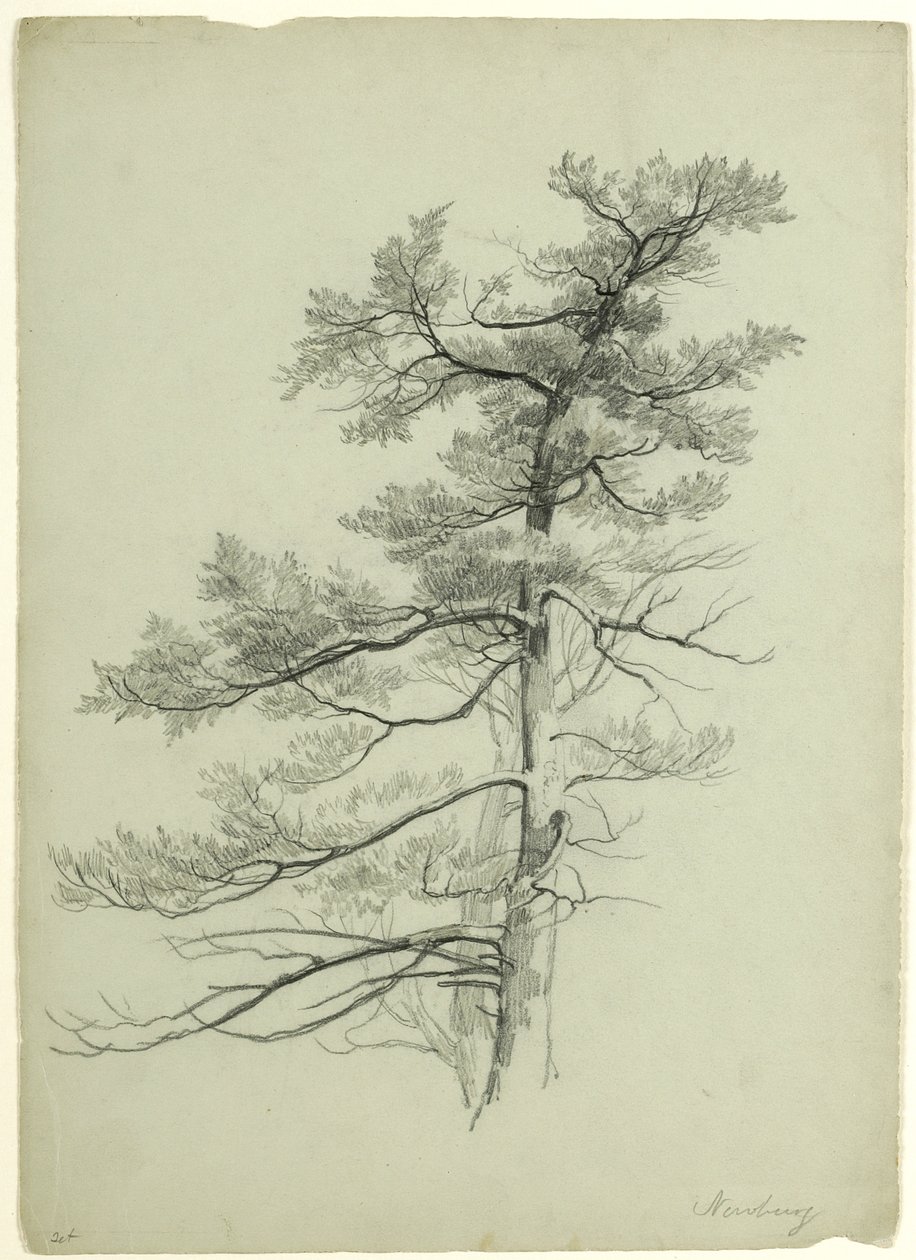 Tree Study, Newburgh, New York, 1849 (grafit på grågrönt papper) av Asher Brown Durand