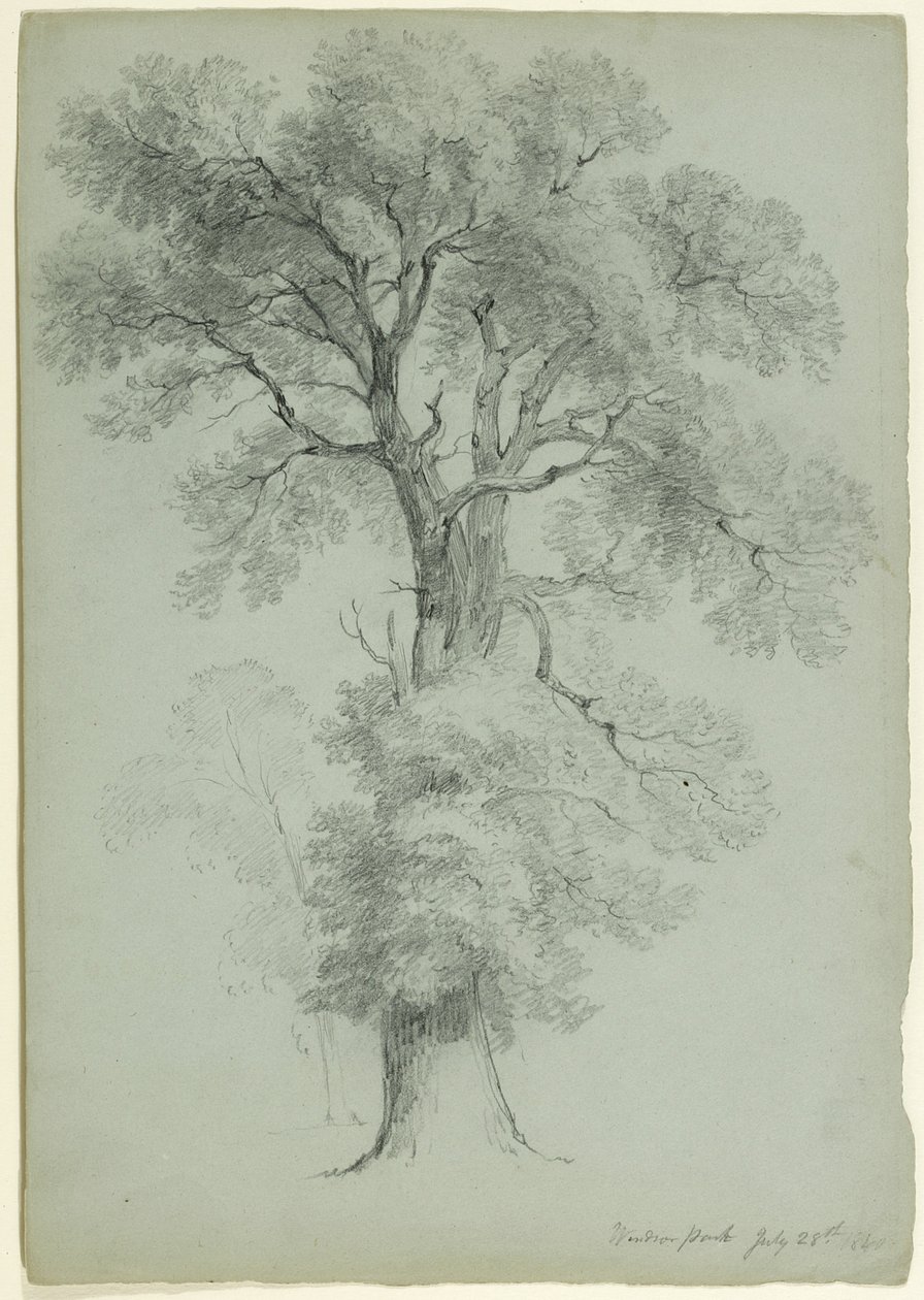 Tree Study, Windsor Park, England, 1840 (grafit på grågrönt papper) av Asher Brown Durand