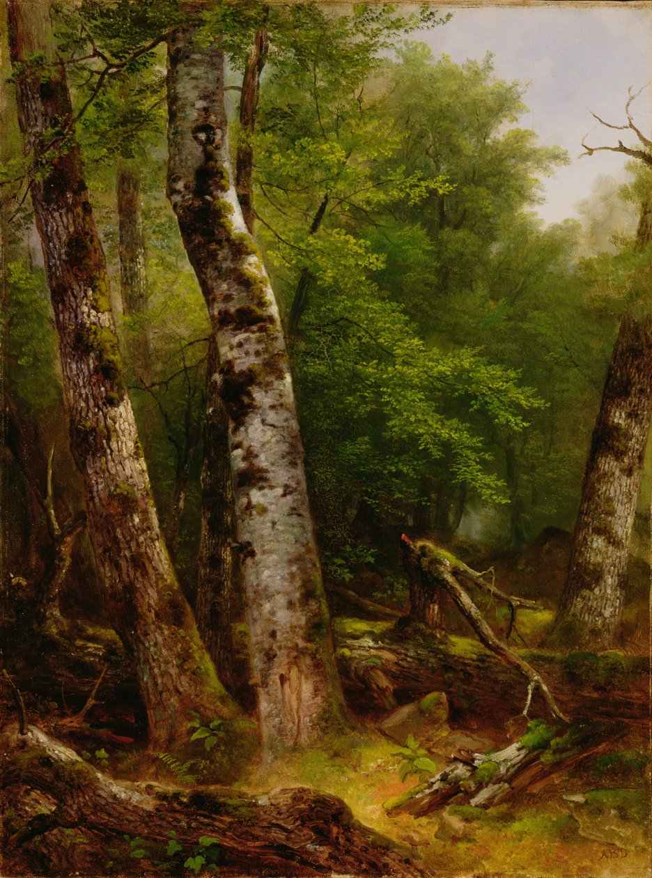 Björk och lönnar, 1855 av Asher Brown Durand