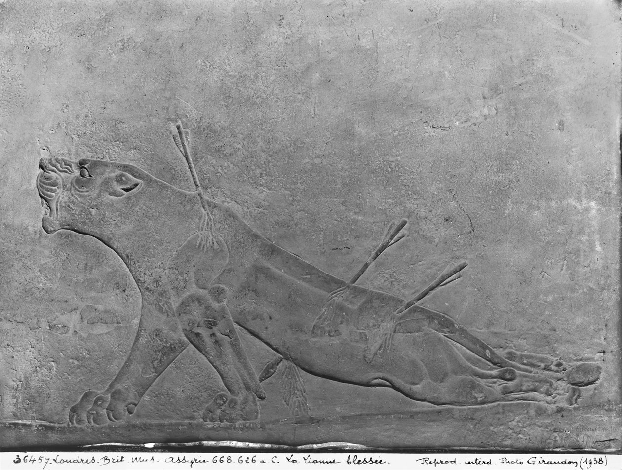 Sårad lejoninna, detalj från en reliefpanel föreställande Ashurbanipal II dödande lejon, från Palace of Ashurbanipal II, Nimrud, Irak, Neo-Assyriska, 668-627 f.Kr. (kalksten) av Assyrian