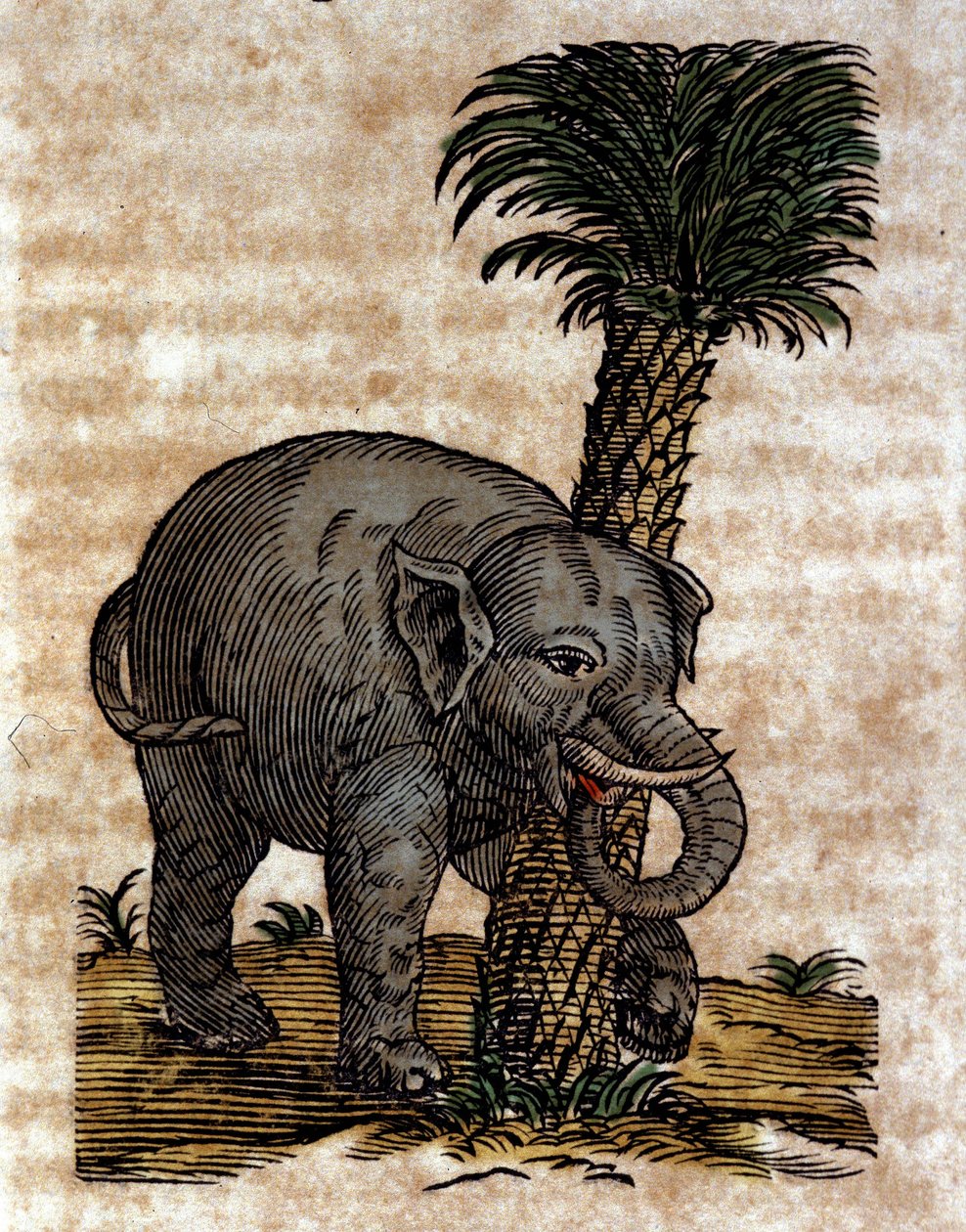 En elefant som gnuggar mot en palmstam Gravyr från ett verk av Athanasius Kircher (1601 - 1680), jesvit, orientalist och lärd. av Athanasius Kircher