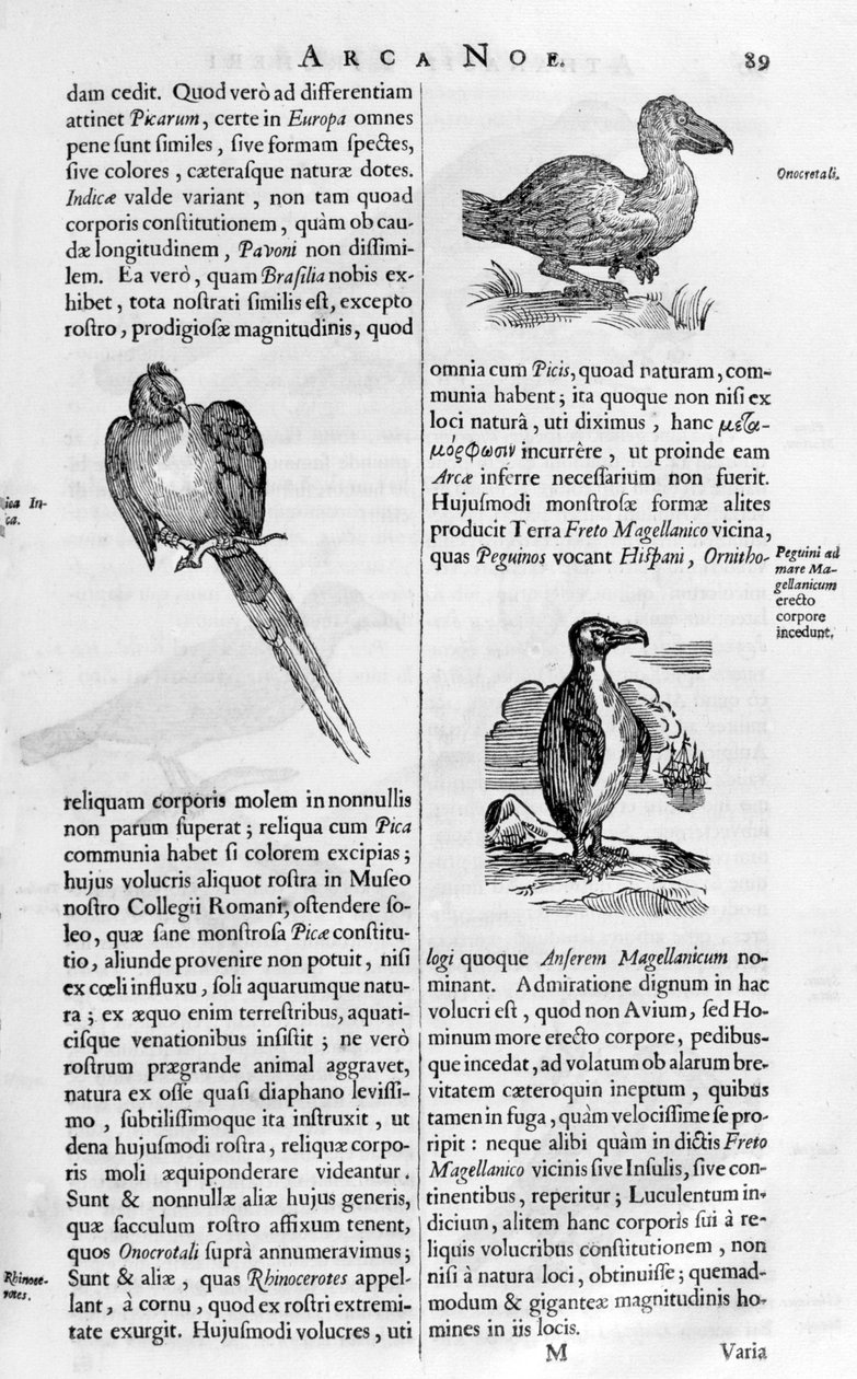 Fåglar, 1675. av Athanasius Kircher