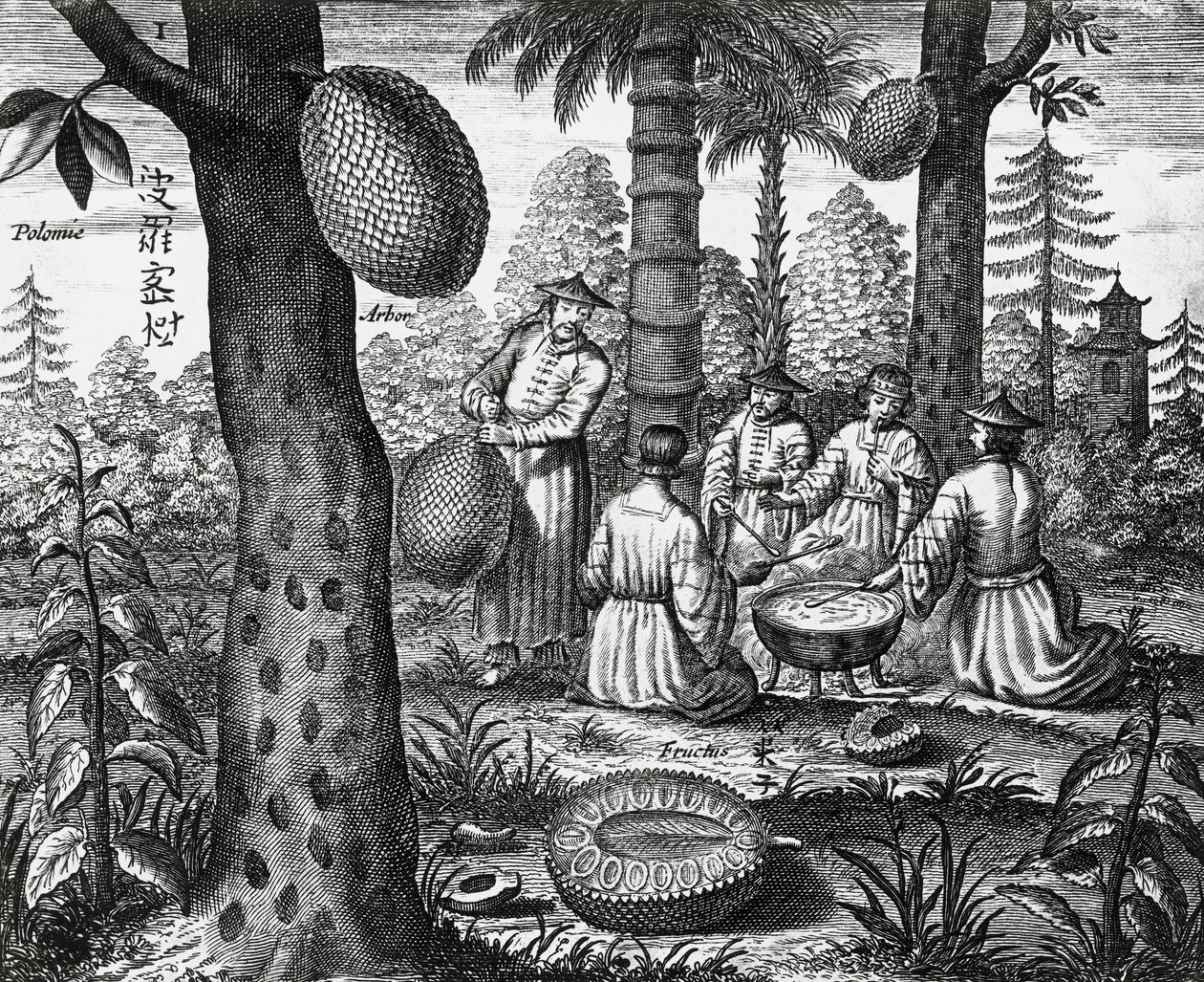 Kinesiska frukter (Arbor polomie, kinesisk papaya), gravyr från Kina monument av Athanasius Kircher