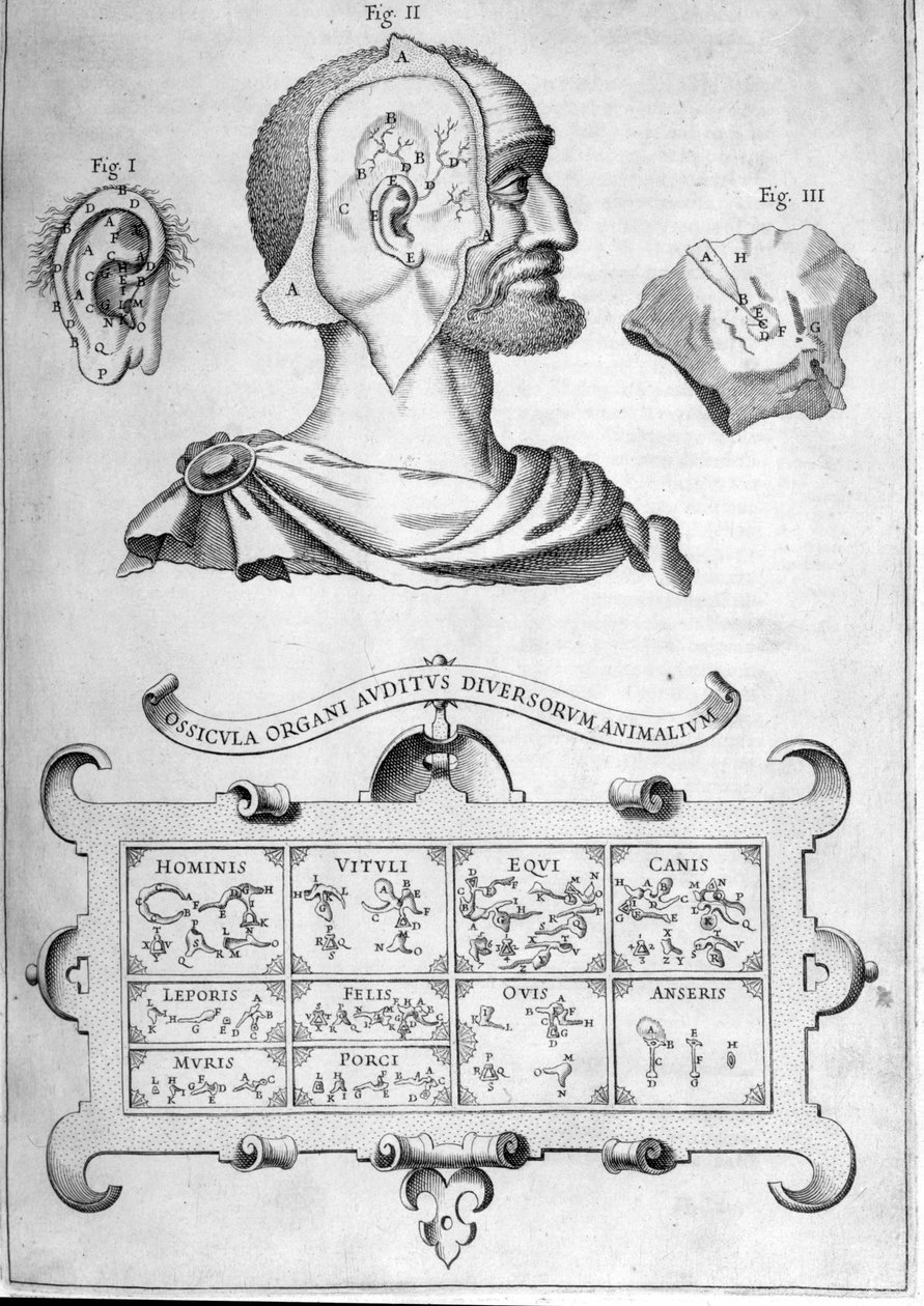 Människohörsel och andra djurarter - Från "Musurgia Universalis" av Athanasius Kircher, Rom 1600 av Athanasius Kircher