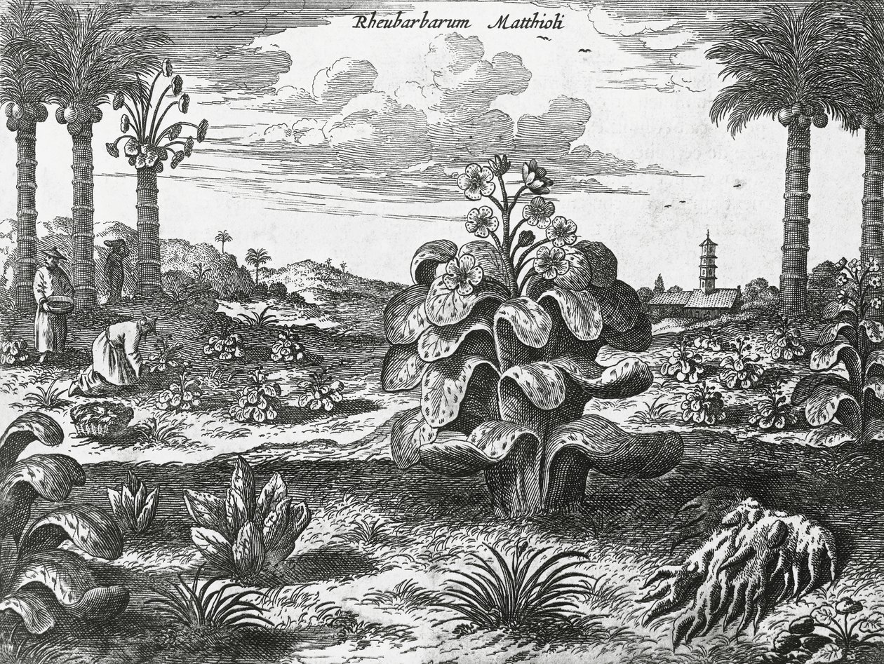 Rabarberväxt, gravyr från Kinas monument av Athanasius Kircher