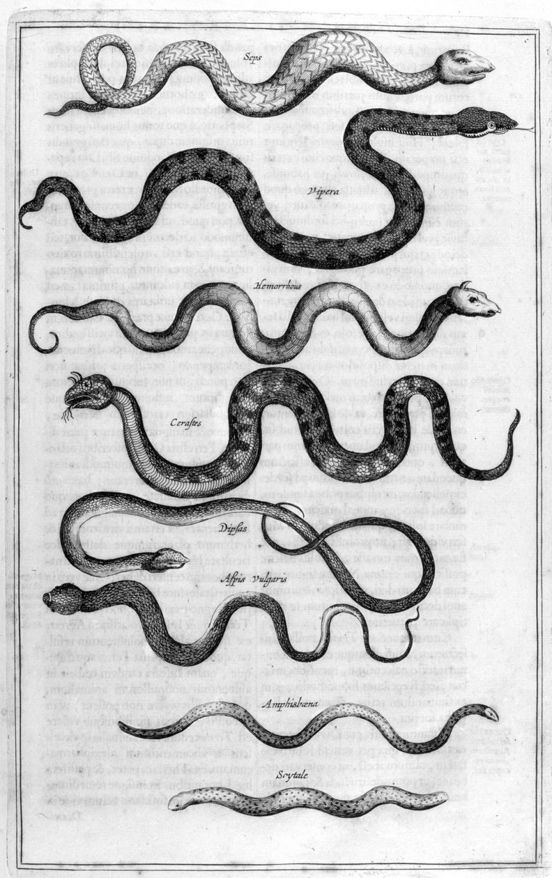 Typer av ormar, från Arca Noe av Athanasius Kircher