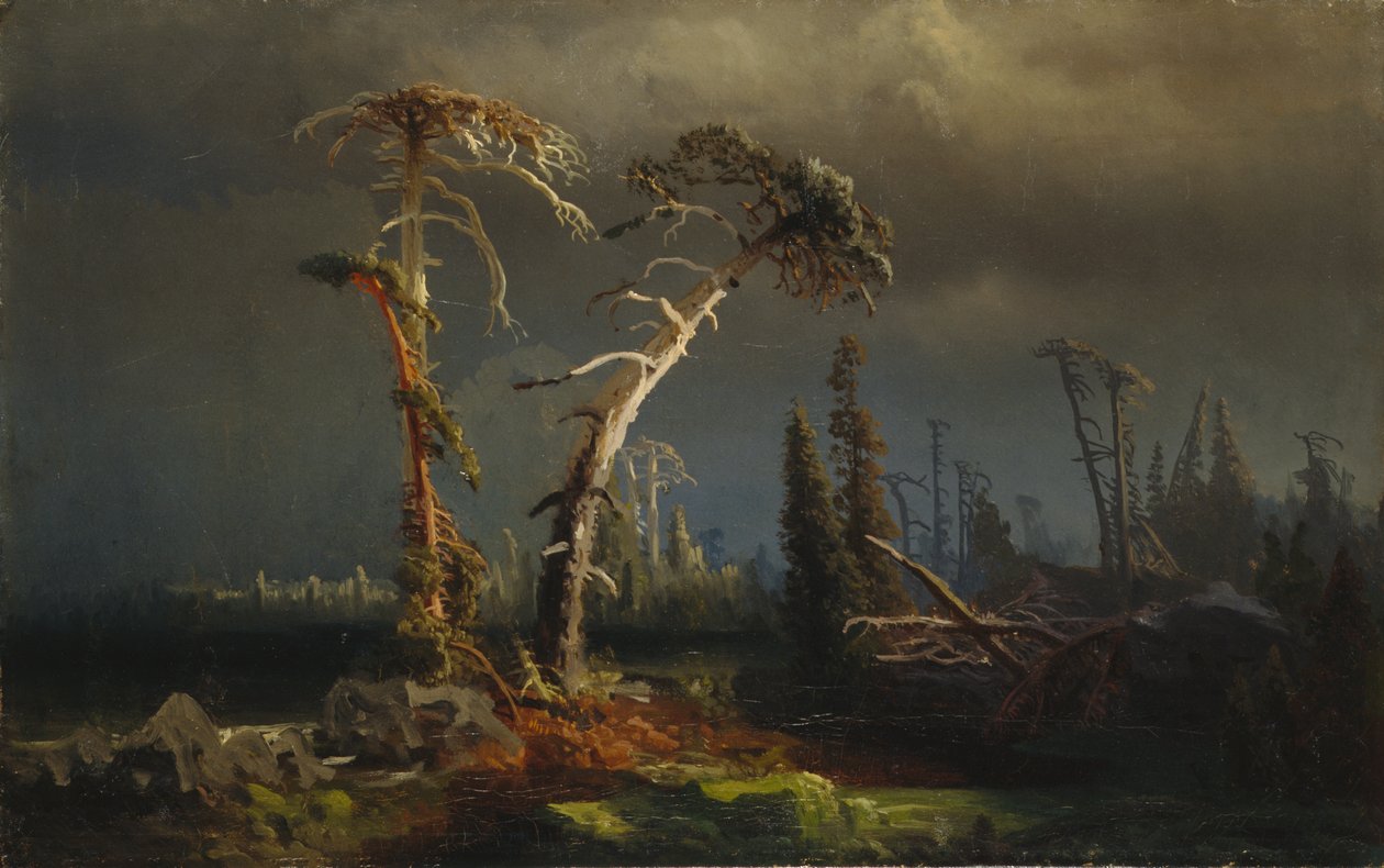 Rising storms - döende urskog i stormar (olja på duk) av August Cappelen