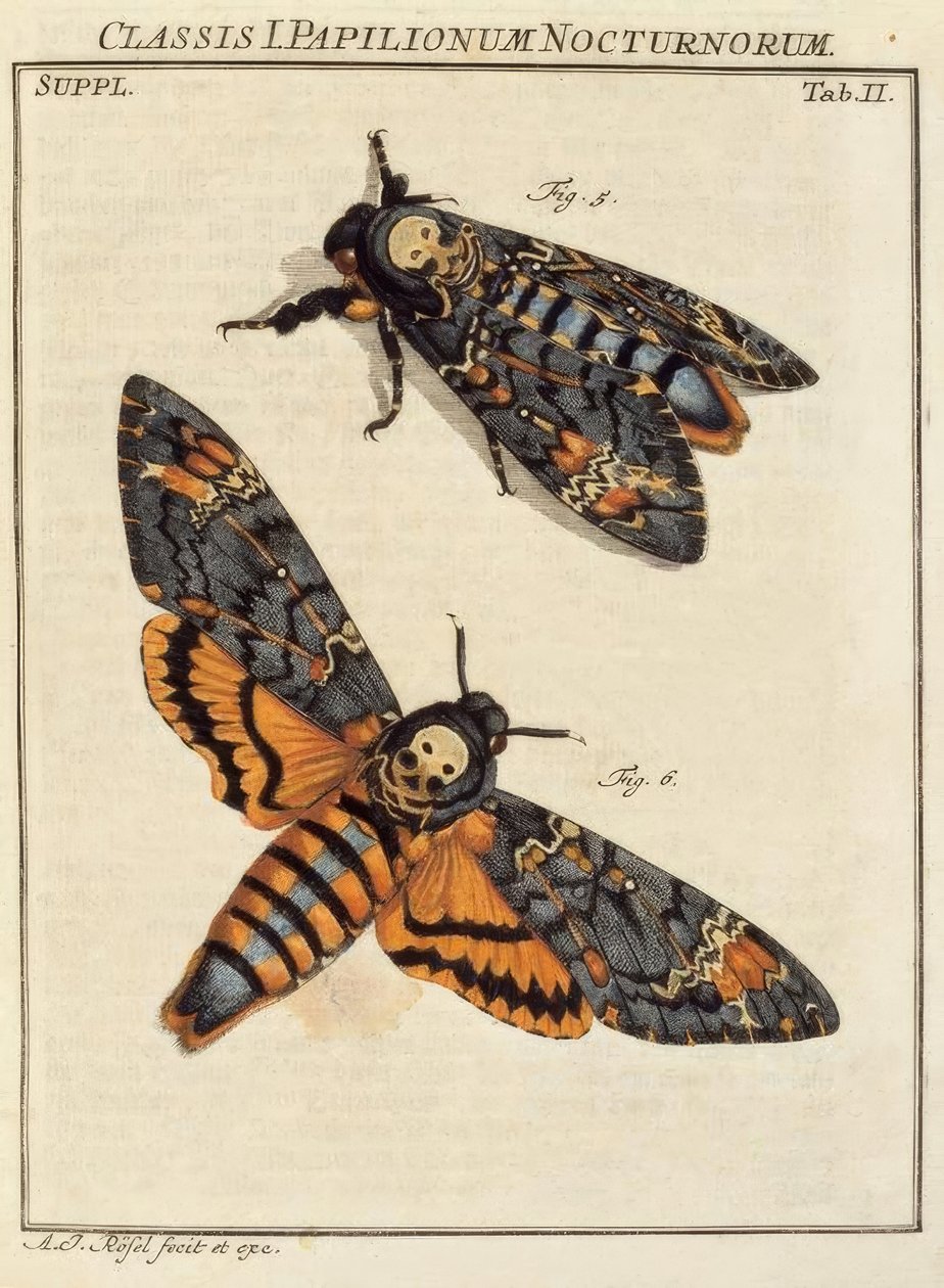 Fjäril, skalle / Rösel v. R. av August Johann Rösel von Rosenhof