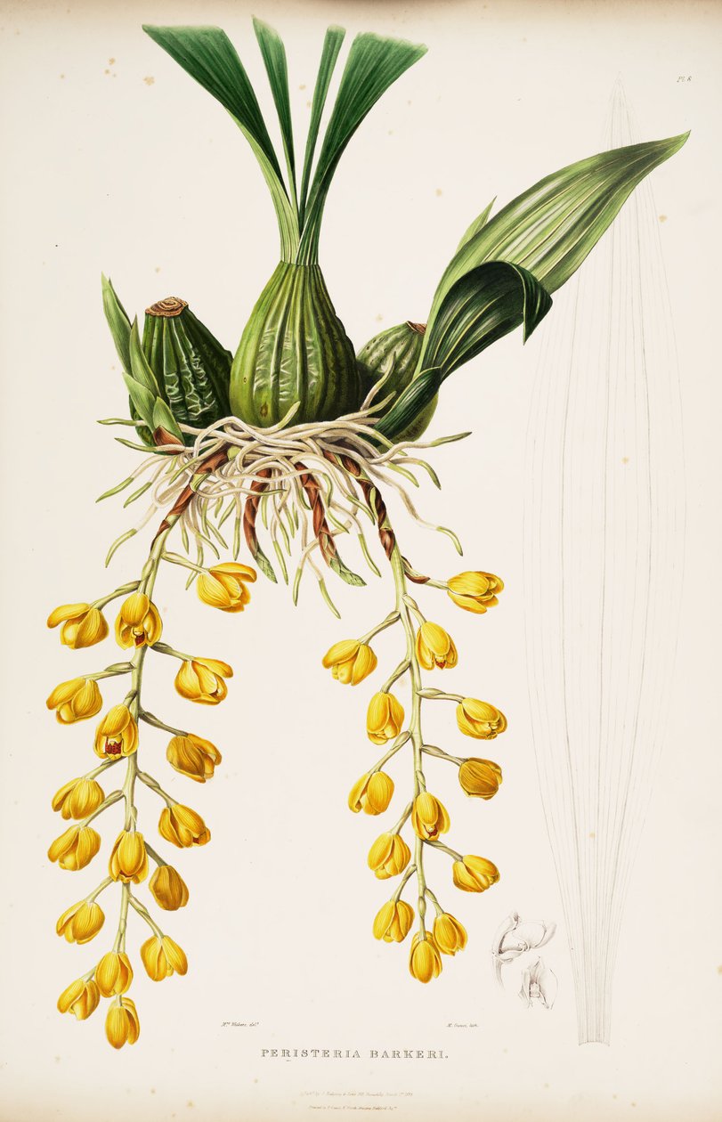 Illustration of Acineta barkeri (as syn. Peristeria barkeri) av Augusta Innes Withers