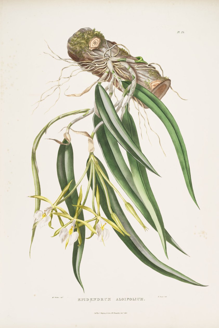 Illustration of Epidendrum parkinsonianum (as syn. Epidendrum aloifolium) av Augusta Innes Withers