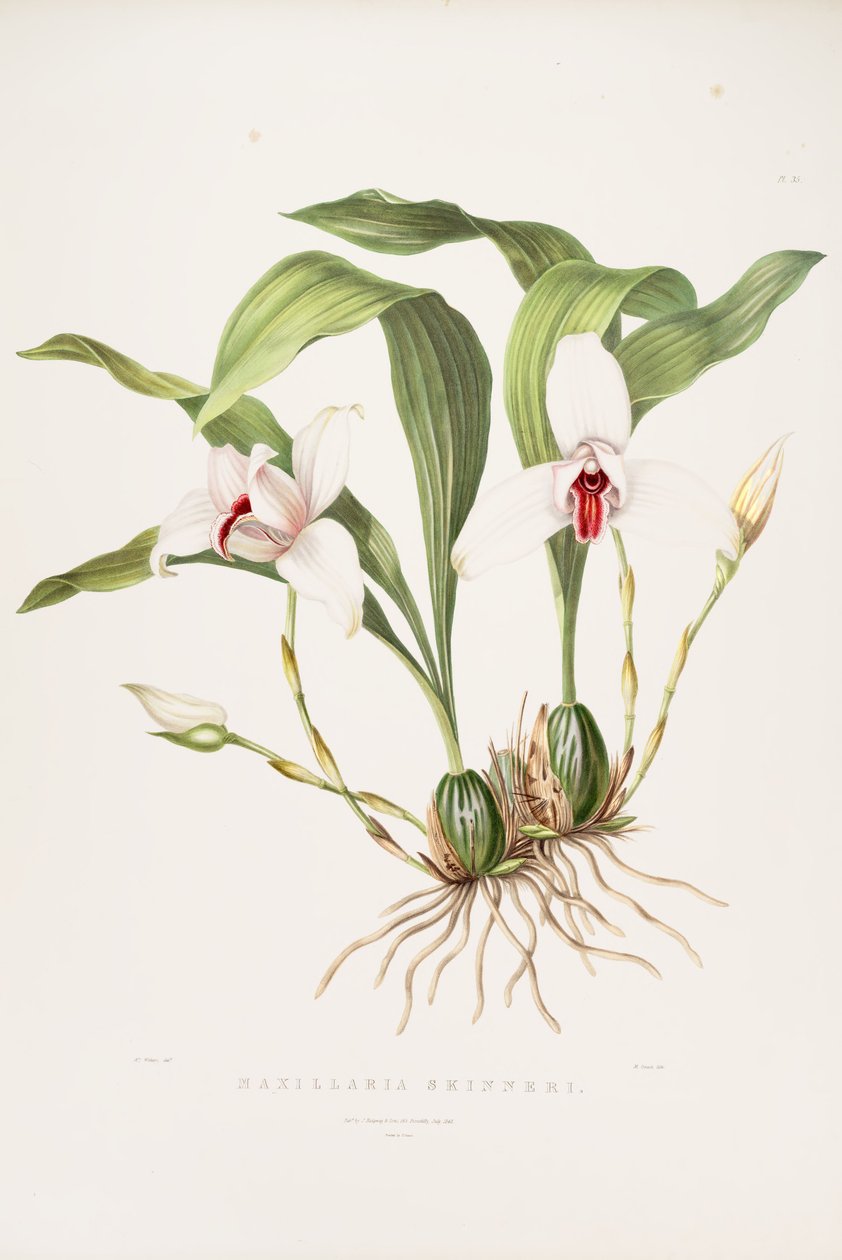 Illustration of Lycaste skinneri (as syn. Maxillaria skinneri) av Augusta Innes Withers