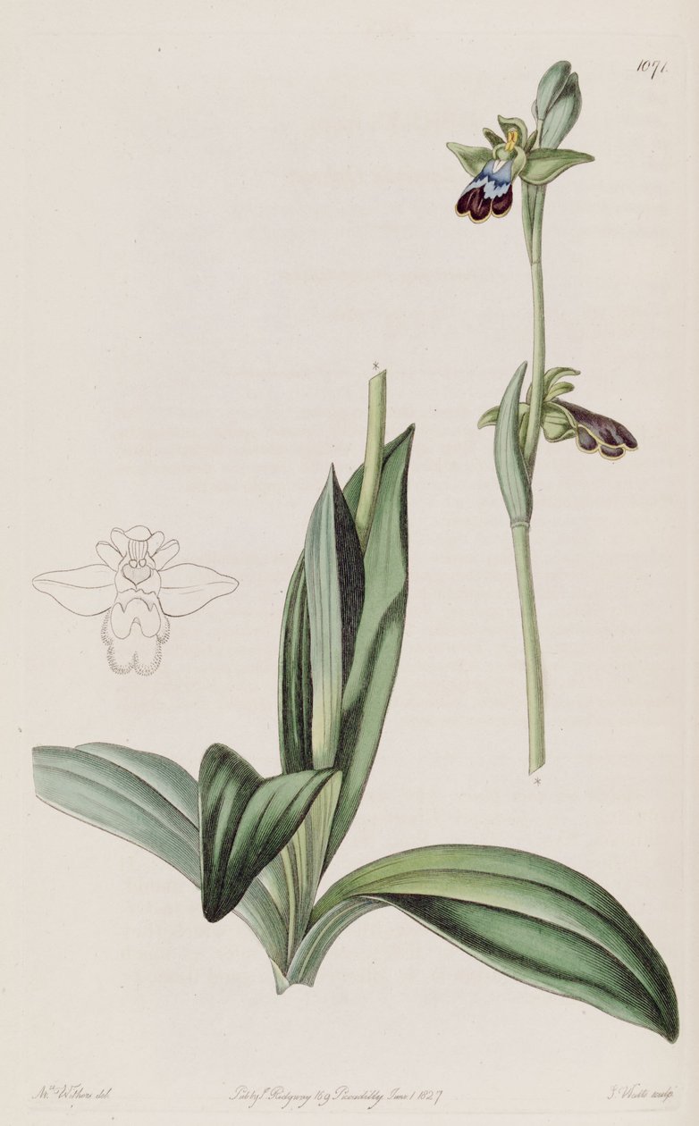 Illustration av ophrys fusca av Augusta Innes Withers