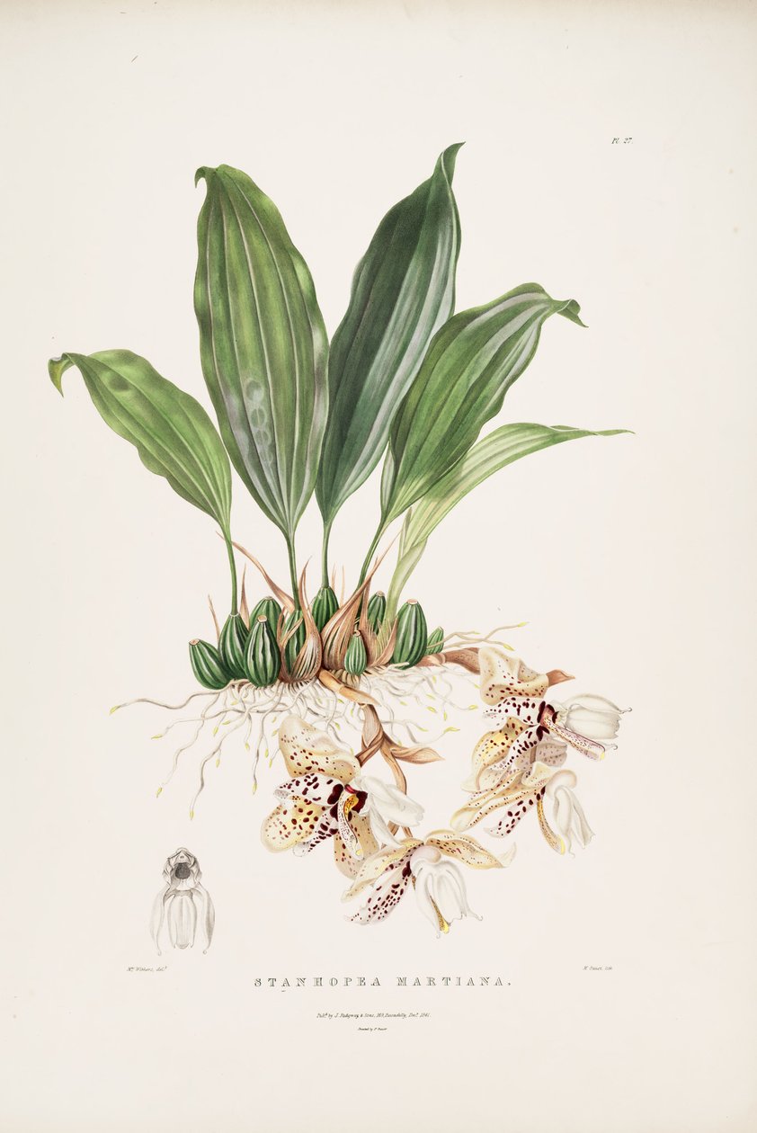 Illustration of Stanhopea martiana av Augusta Innes Withers