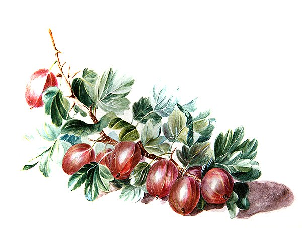 Krusbär, ca 1860 (akvarell på papper) av Augusta Innes Withers