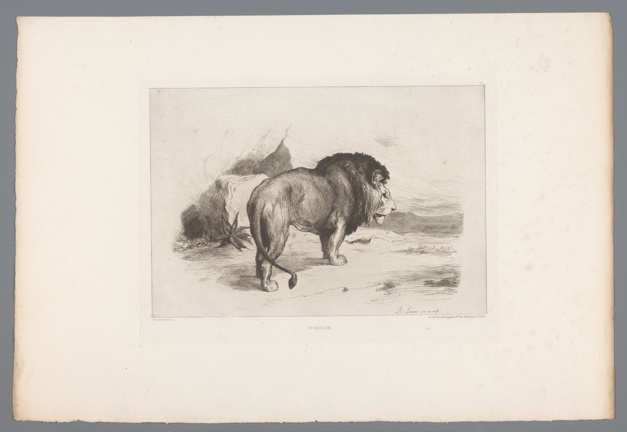 Lejon Un vieux lion (titel på objekt) Franska etsningar från 1874 (serietitel) L