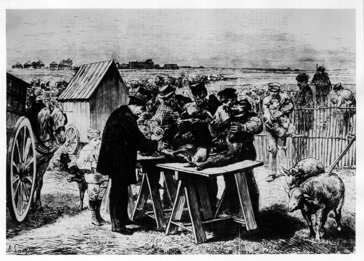 Vaccination av får av Pasteur, gravyr av A. Lançon. av Auguste Andre Lancon