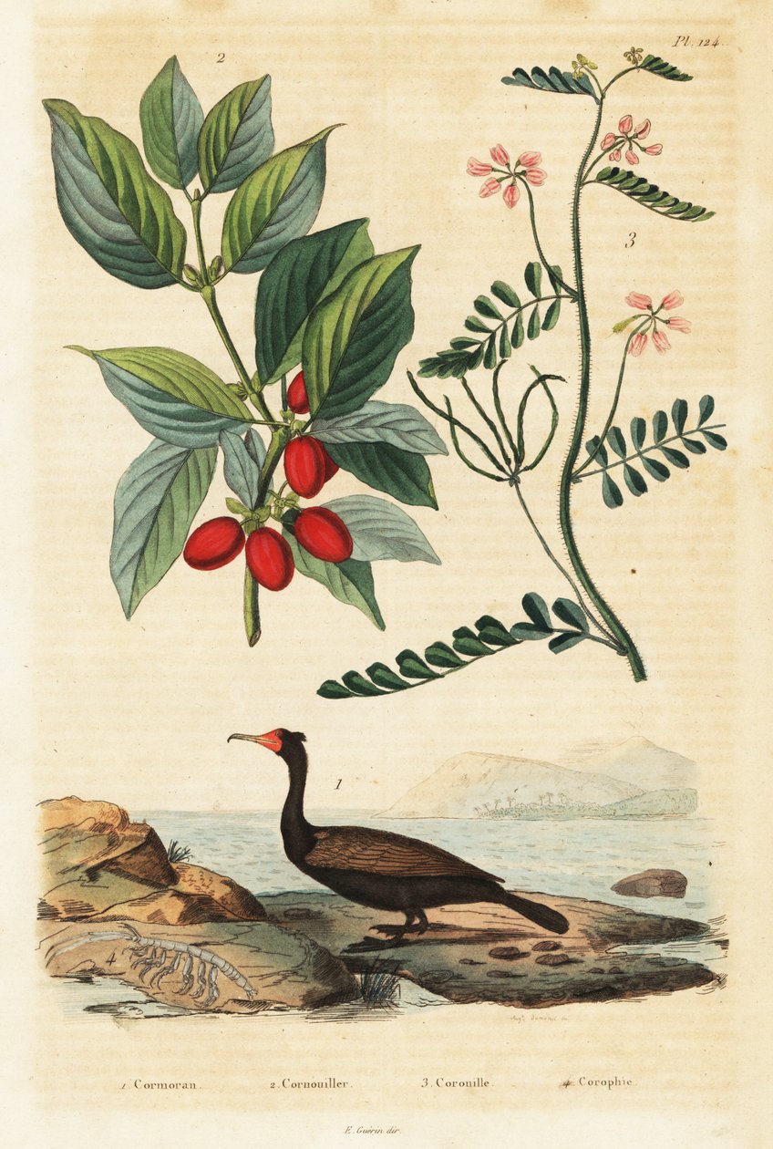 Skarv, korneliska körsbär och skorpion vicker, 1834-1839 (gravyr) av Auguste Dumenil