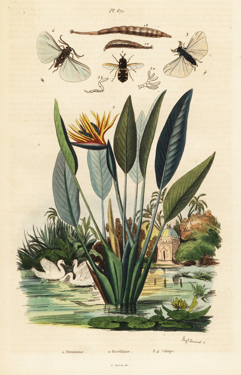 Soldatfluga, tranblomma och ,1834-1839 (gravyr) av Auguste Dumenil