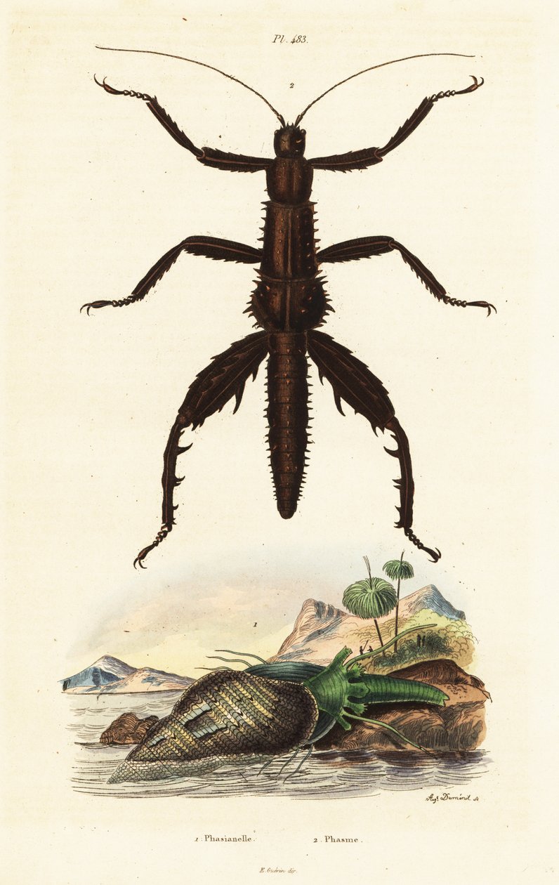 Tornig djävulskäpp och australiensiskt fasanskal. av Auguste Dumenil