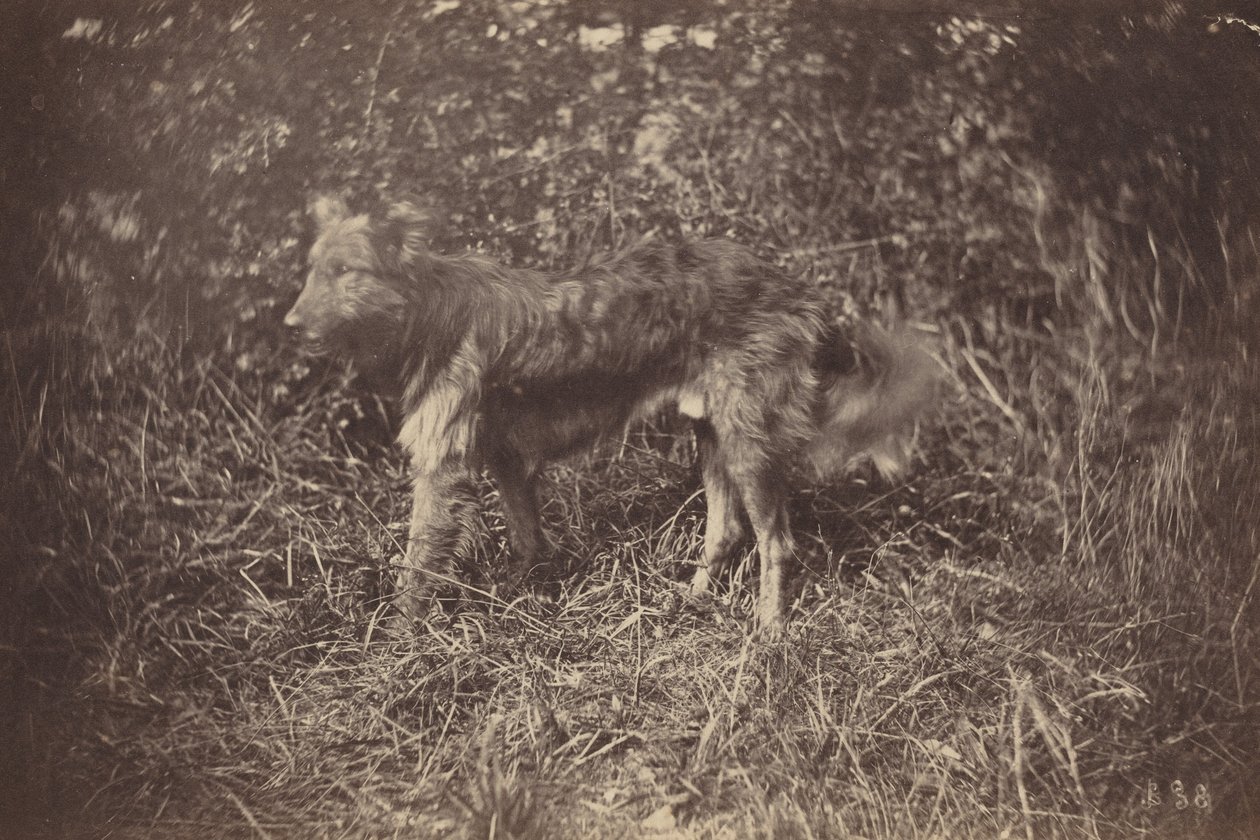 Studie av en hund,sent 1870-tal (foto) av Auguste Giraudon