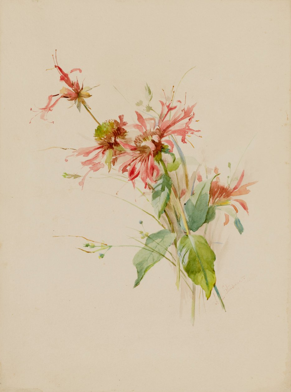 Bergamott eller Bee Baum, sent 1800-tidigt 1900-tal. av Austa Densmore Sturdevant