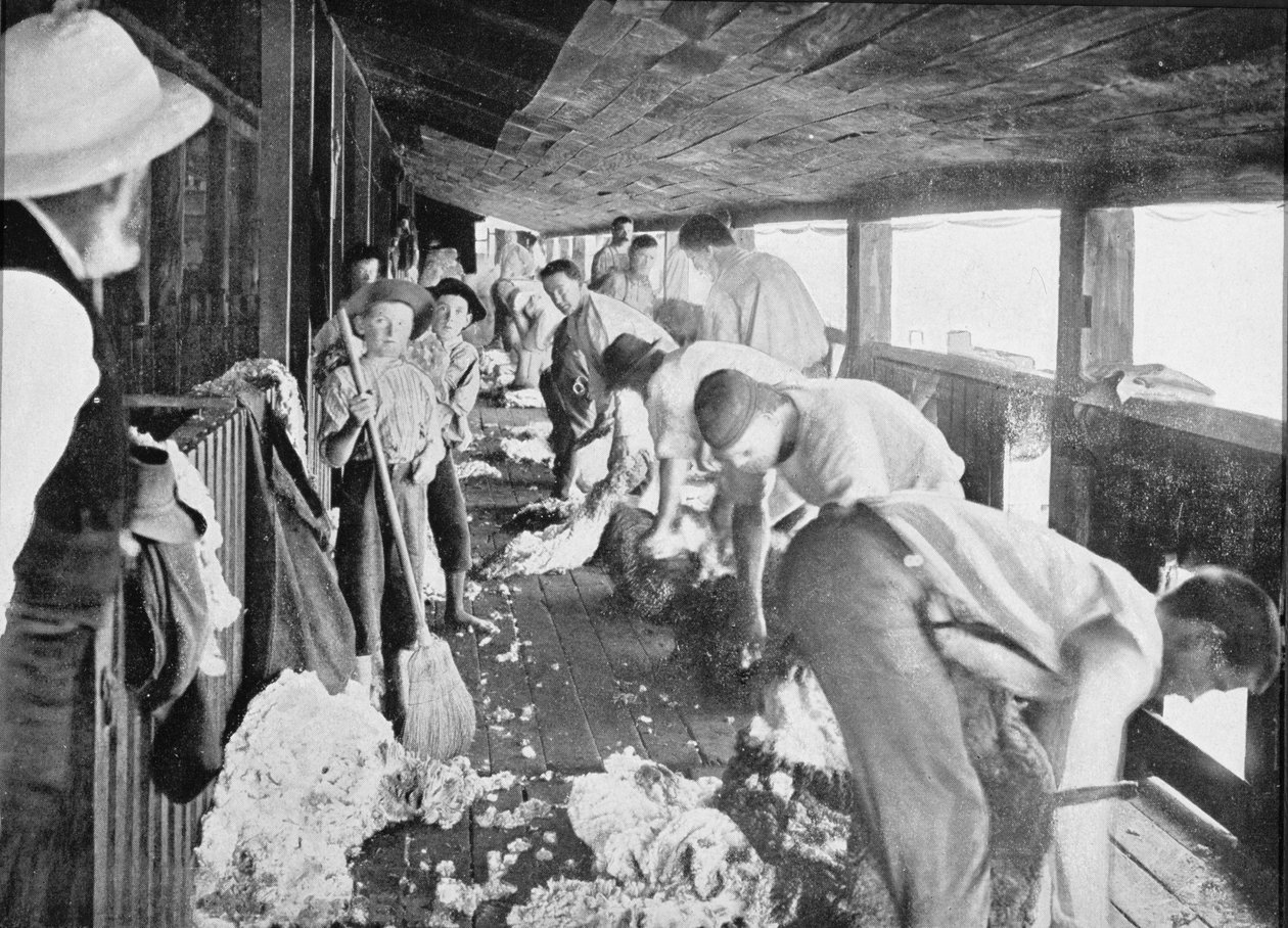 Sheep Shearing Shed, Queensland, ca 1900, från "Under the Southern Cross - Glimpses of Australia", som publicerades 1908. av Australian Photographer