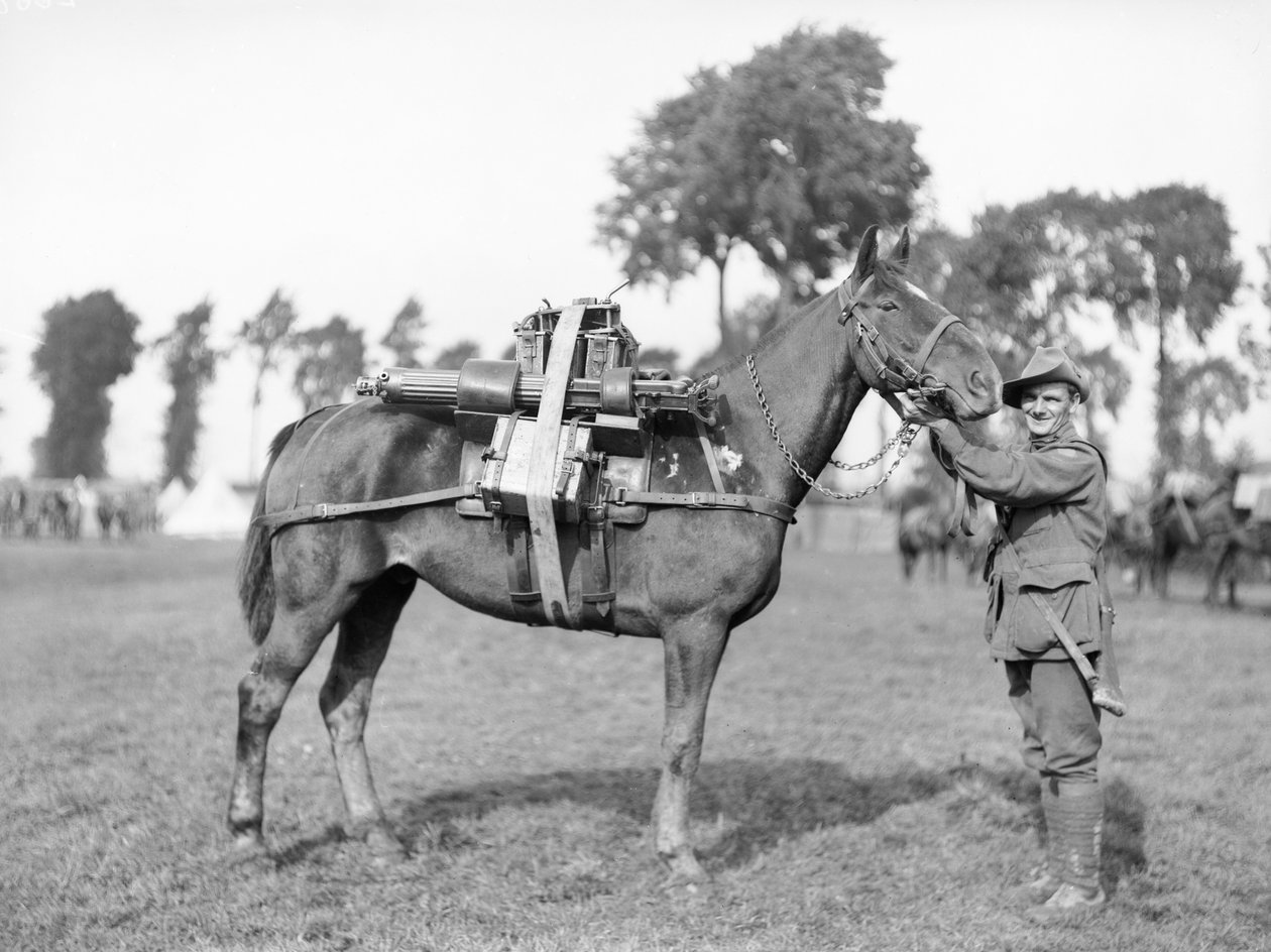 En australisk soldat, 244 förare F W Stephenson, 2:a australiska maskingevärsbataljonen, med en packhäst laddad med en maskingevär vid Australian Pack Training School i Morbecque, 29 augusti 1917 av Australian Photographer