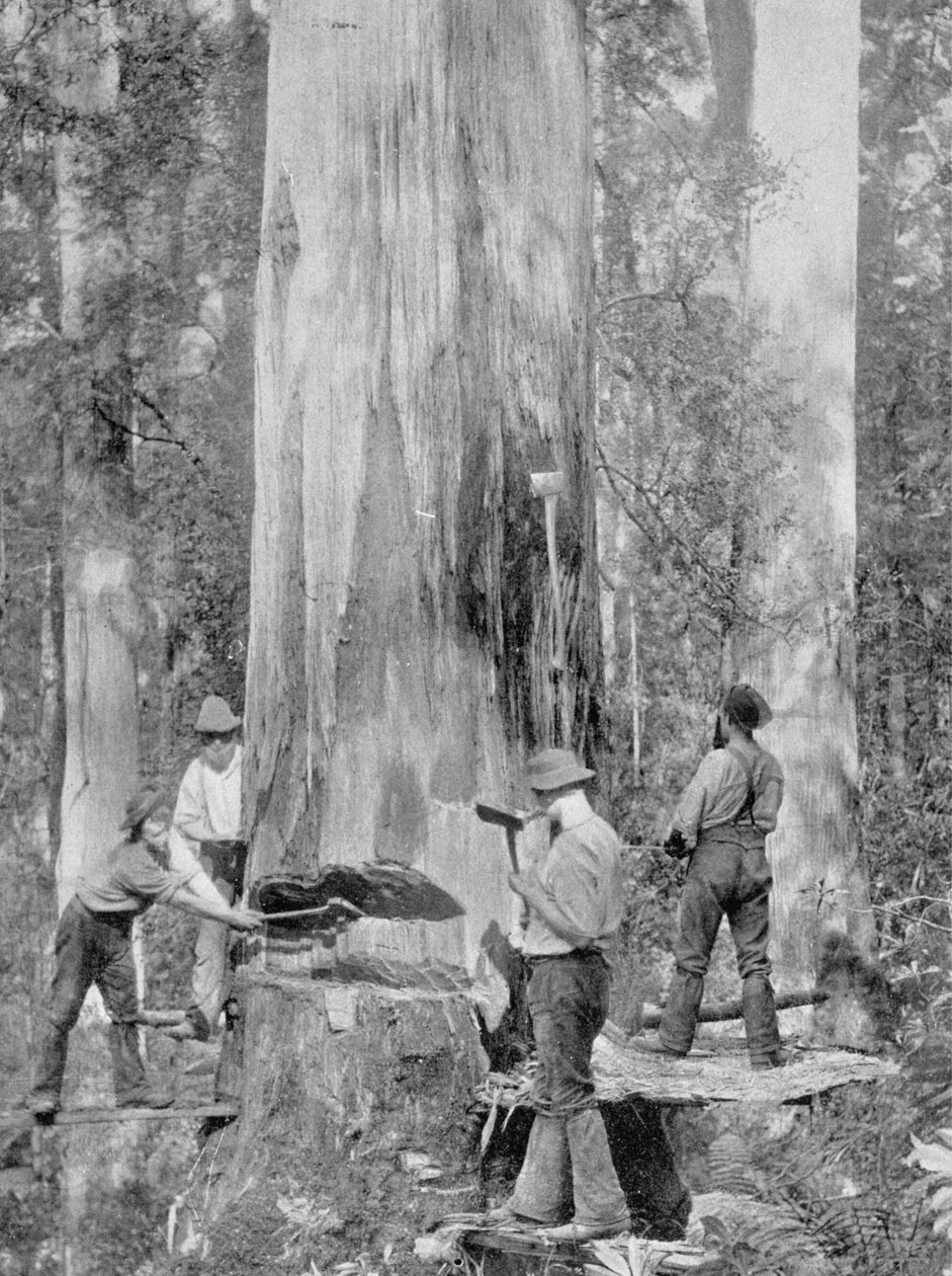 Att fälla ett blågummiträd i Huon Forest, Tasmanien, ca 1900, från 