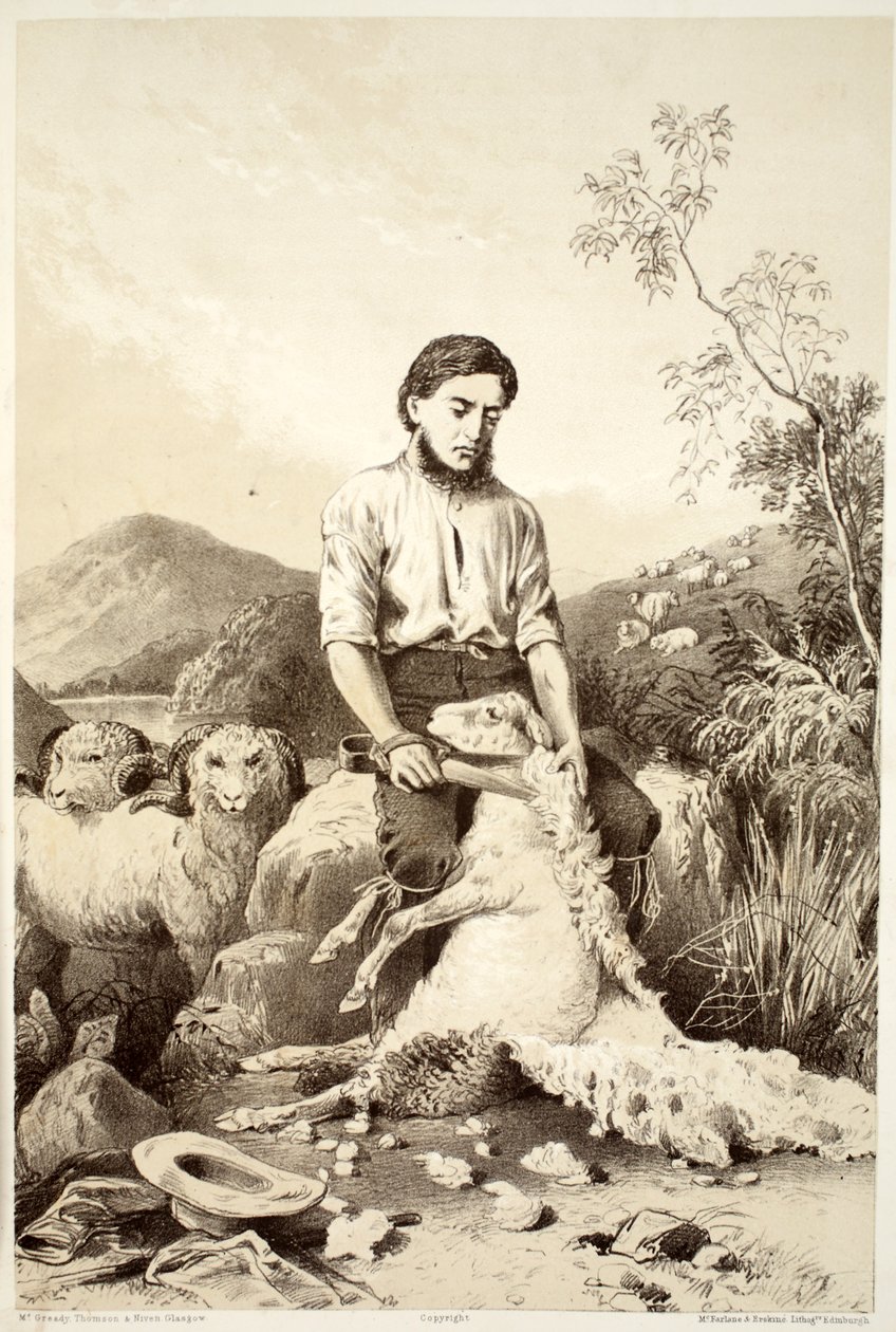 Fårklippning, från The History of Australasia av David Blair, McGrady, Thomson och Niven, 1879 av Australian School