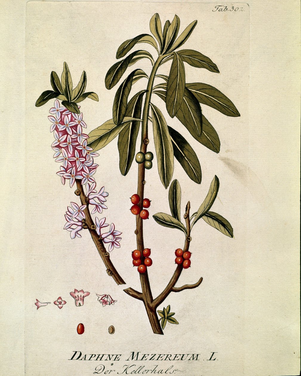 Botanisk: ""Bois-joli"" (Bois joli) (eller Bois-gentil, Bois gentile) (Daphne mezereum) Planka tagen från "Medicinalium secundum Linnaei digestarum"" av Joseph Jacobi Plenck (1735-1807) 1788-1803 Privat samling av Austrian School