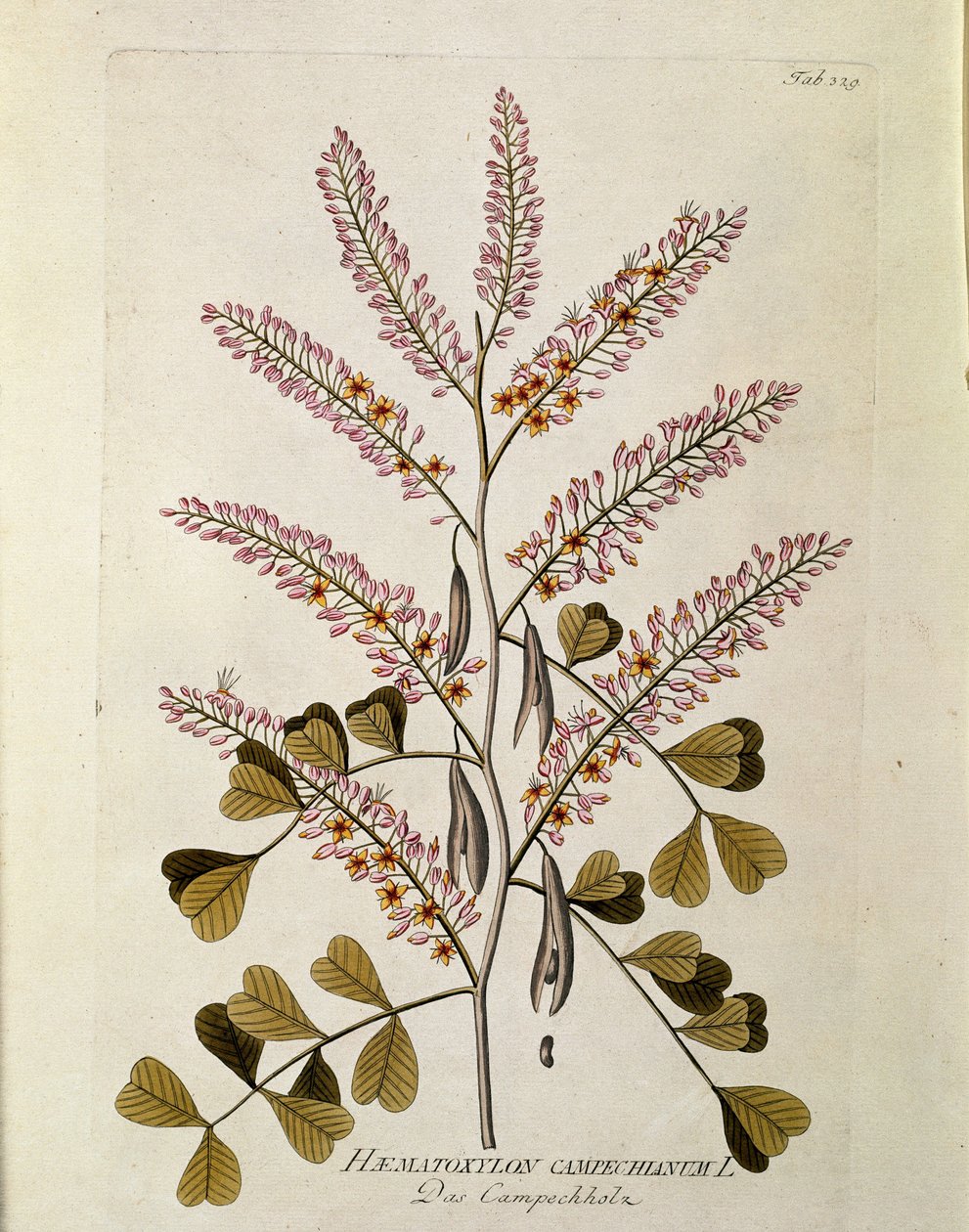Botanisk: ""Campeche"" (Haematoxylon campechianum) Planka från ""Medicinalium secundum Linnaei digestarum"" av Joseph Jacobi Plenck (1735-1807) 1788-1803 Privat samling av Austrian School