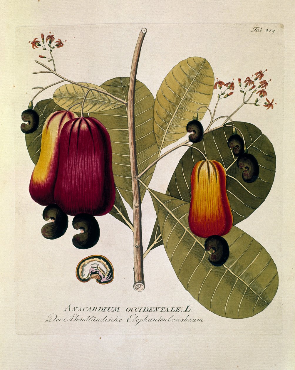 Botaniskt: "Cashewnötter" (Western Anacardium) Plansch från "Medicinalium secundum Linnaei digestarum" av Joseph Jacobi Plenck (1735-1807) 1788-1803 Privat samling av Austrian School