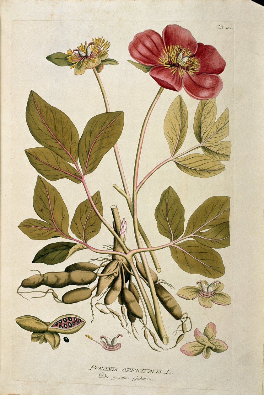 Botanisk: "" Peony officinale"" (Poeonia officinalis) Planka hämtad från "Medicinalium secundum Linnaei digestarum" av Joseph Jacobi Plenck (1735-1807) 1788-1803 Privat samling av Austrian School