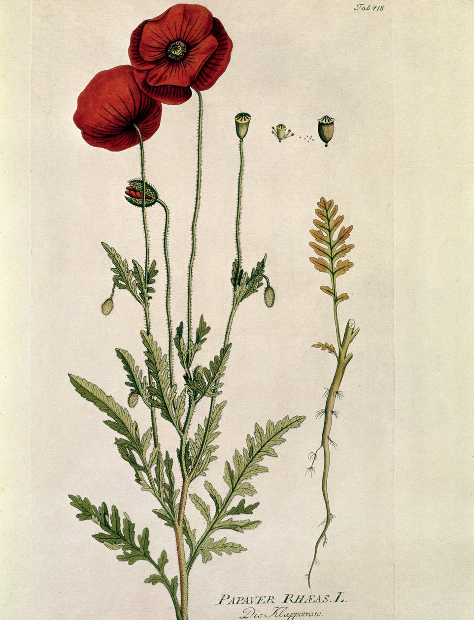 Botanisk: ""Red Poppy"" (Papaver rhaeas) Tallrik tecknad från "" Medicinalium secundum Linnaei Digestarumó av Joseph Jacobi Plenck (1735-1807) 1788-1803 Privat samling av Austrian School