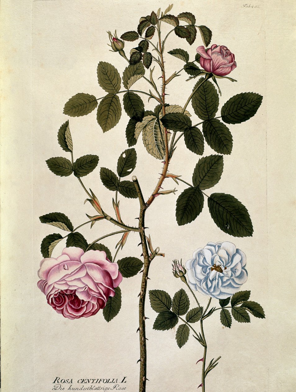 Botanisk: Ros med hundra blad (Rosa centifolia) Tallrik tagen från "Medicinalium secundum Linnaei digestarum"" av Joseph Jacobi Plenck (1735-1807) 1788-1803 Privat samling av Austrian School